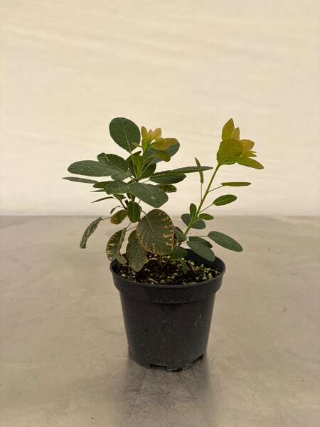 Cotinus